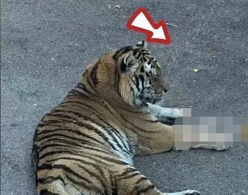动物园被老虎咬伤女人现在情况动物园被老虎咬伤女人的现状