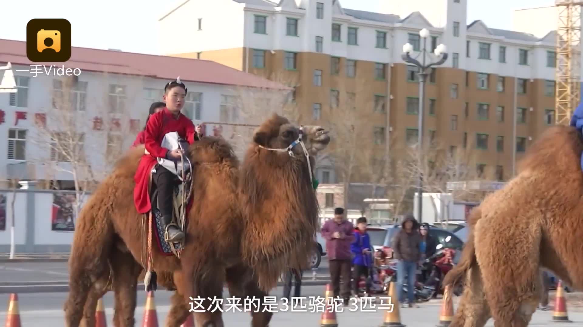 学生持证骑骆驼上学