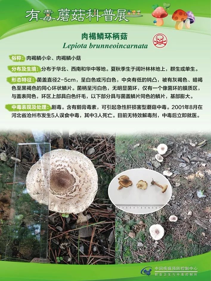 误食毒蘑菇的案例误食毒蘑菇的案例大盘点，警惕身边的健康隐患